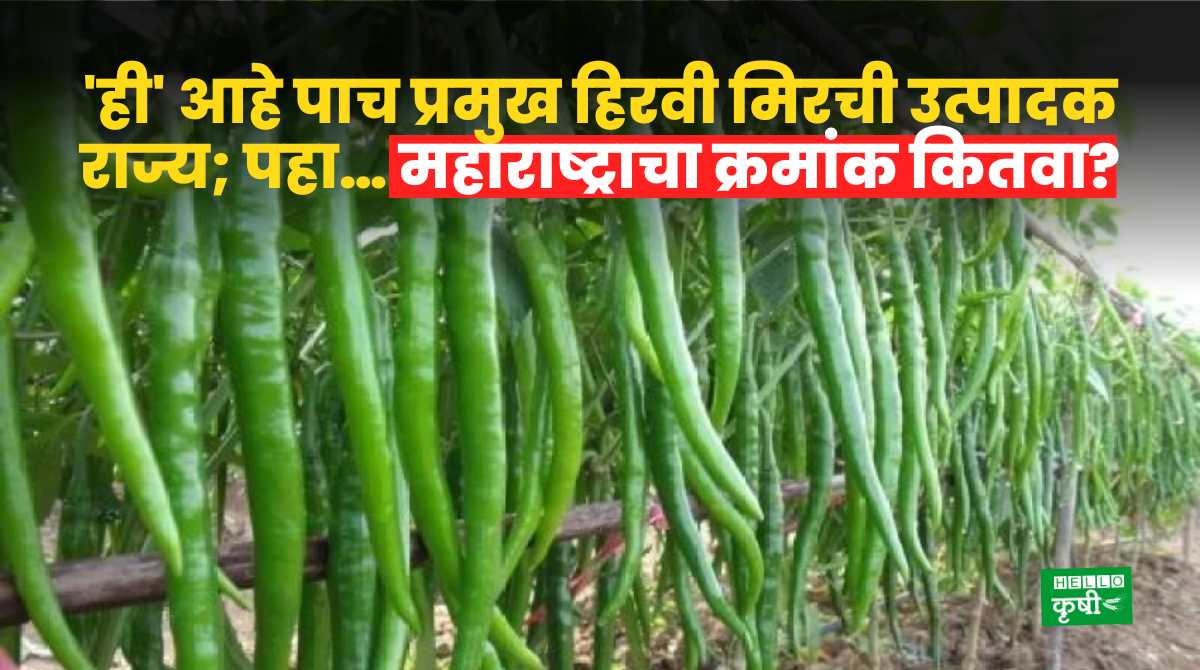 Green Chilli Farming Top States In India