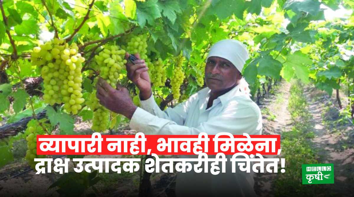 Nashik Grapes Farmers Also Worried