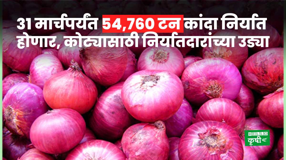 Onion Export 54,760 Tonnes From India