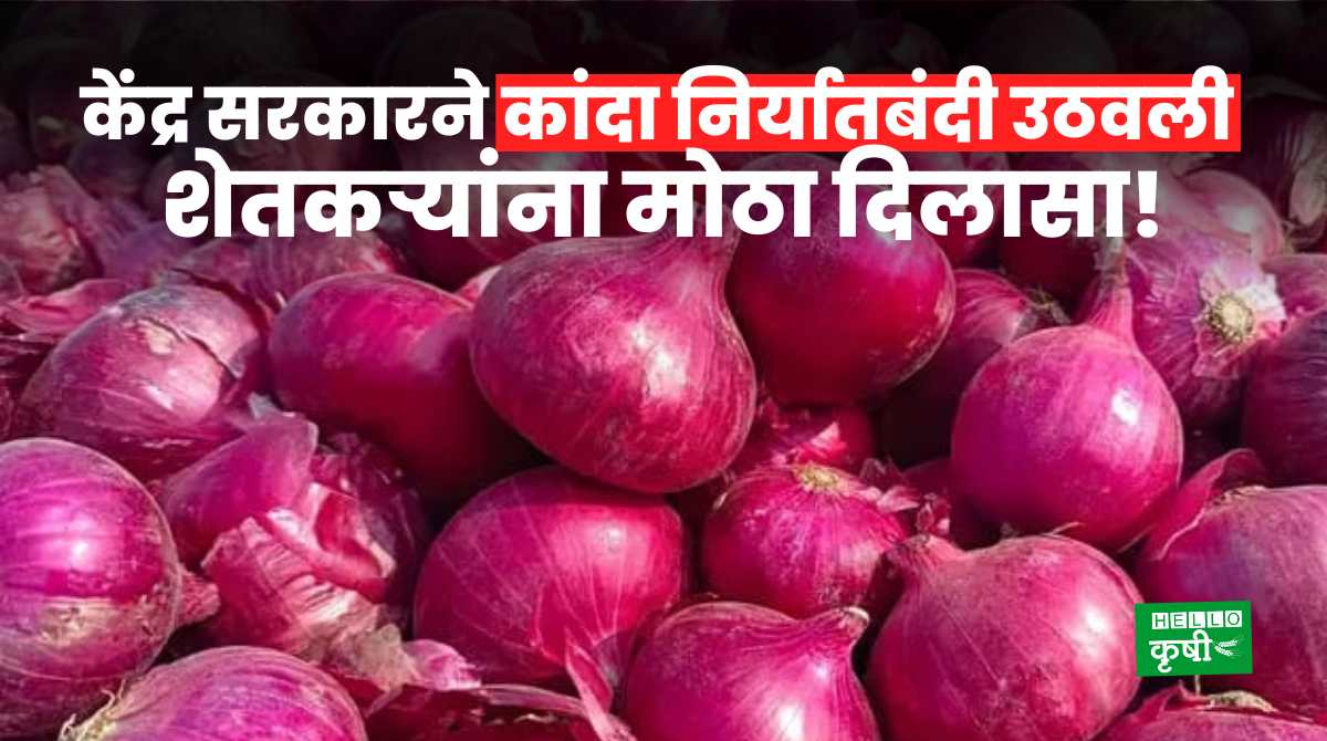 Onion Export Ban Lift By Government