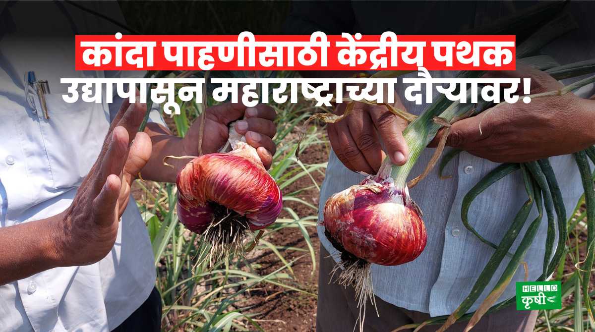 Onion Rate Inspection From Center