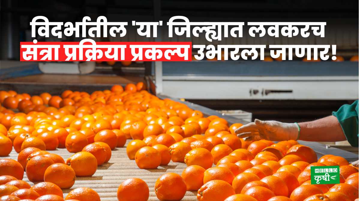 Orange Processing Plant In Amravati