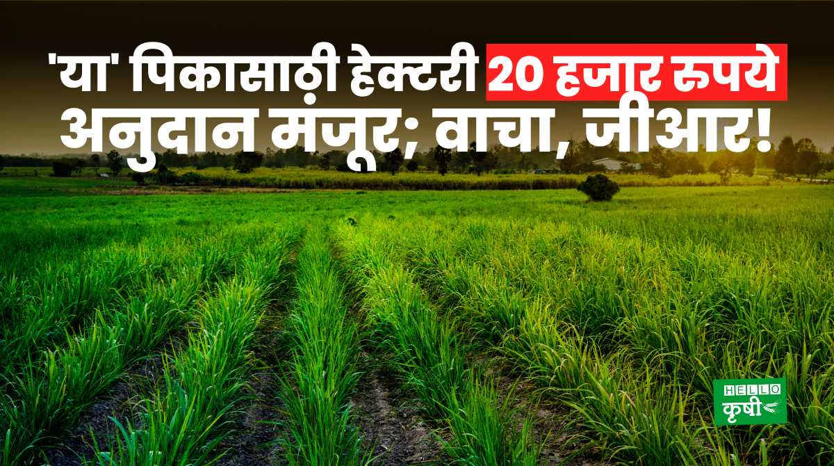 Paddy Subsidy For Farmers