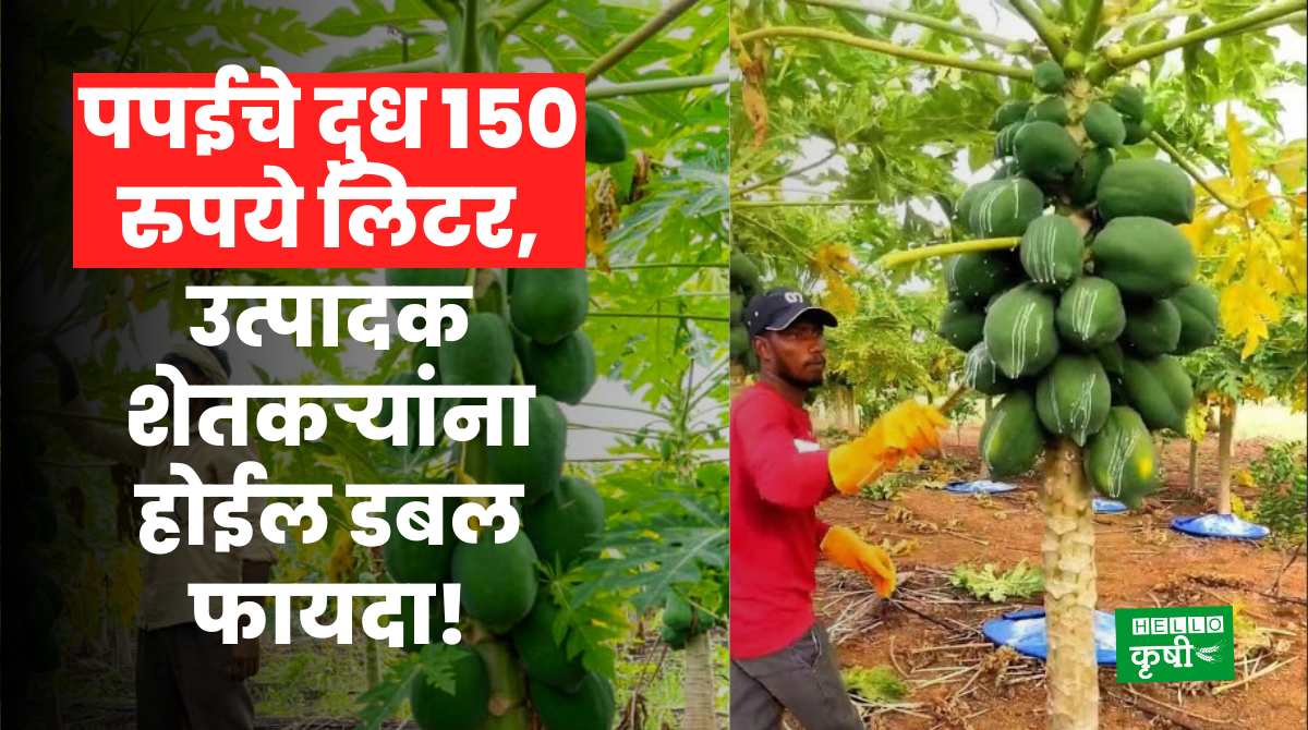 Papaya Farming Milk 150 Rupees Per Litre
