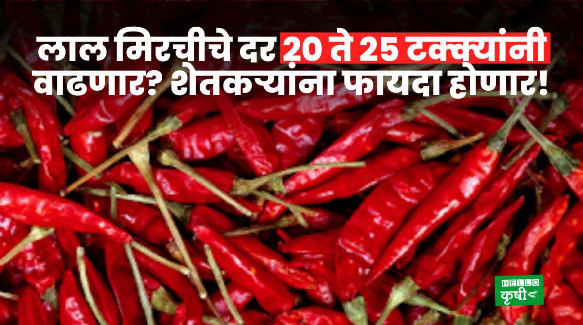 Red Chilli Prices Likely To Increase
