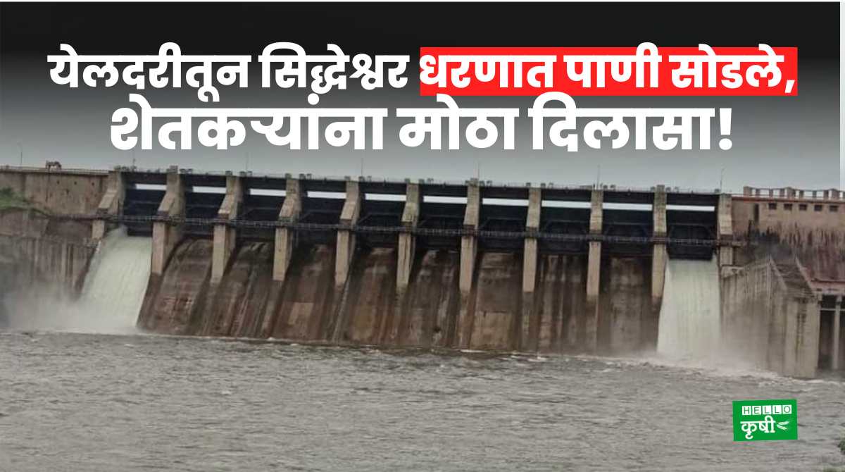 Siddheshwar Dam Water released From Yeldari