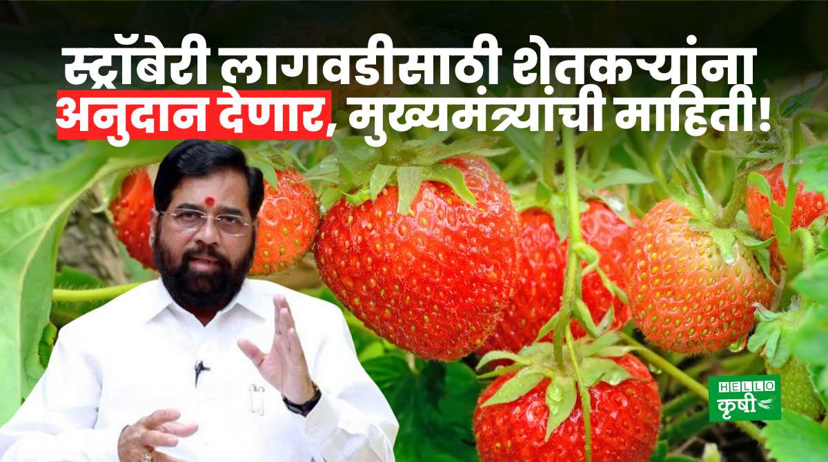 Strawberry Farming Subsidy From Maharashtra Government