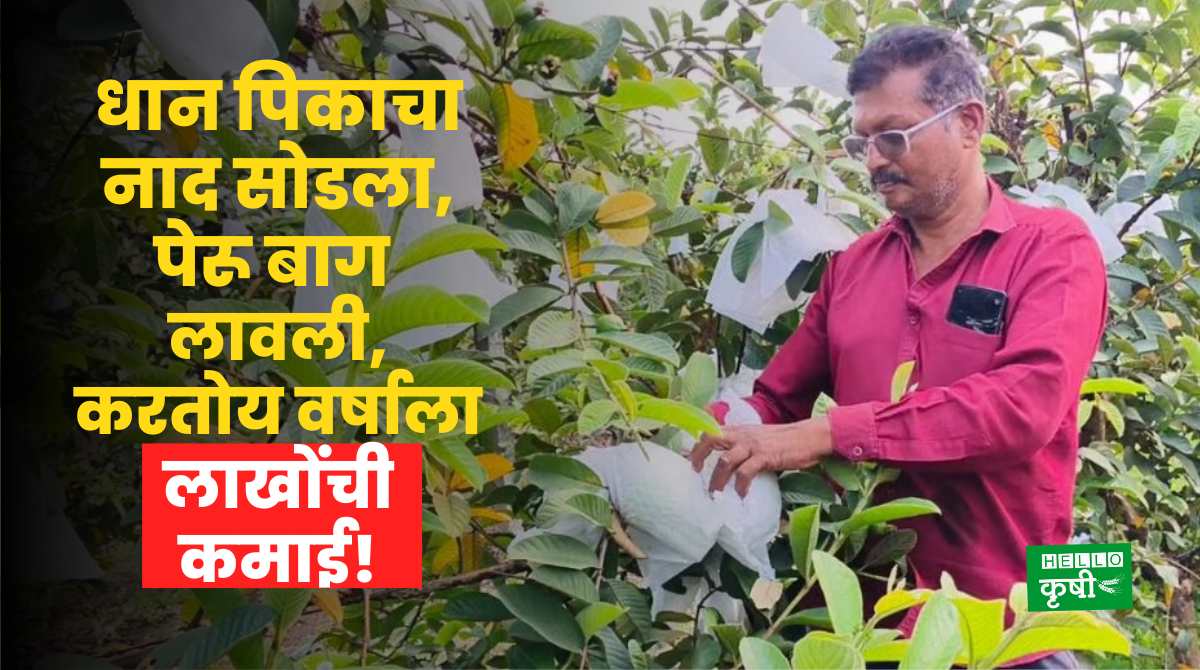Success Story Guava Farming Bhandara