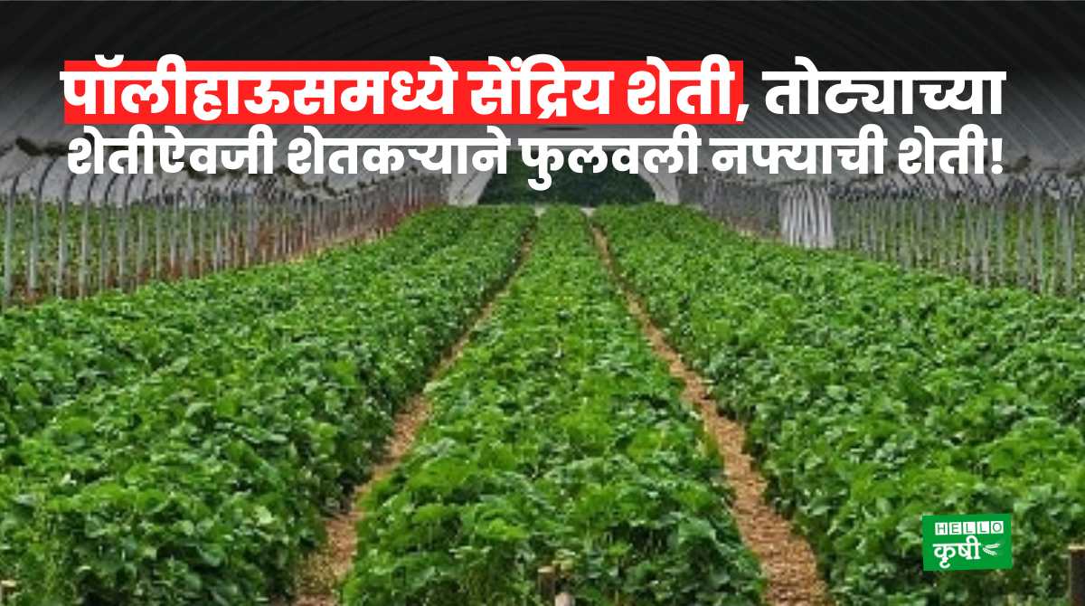 Success Story Of Organic Crops In Polyhouse