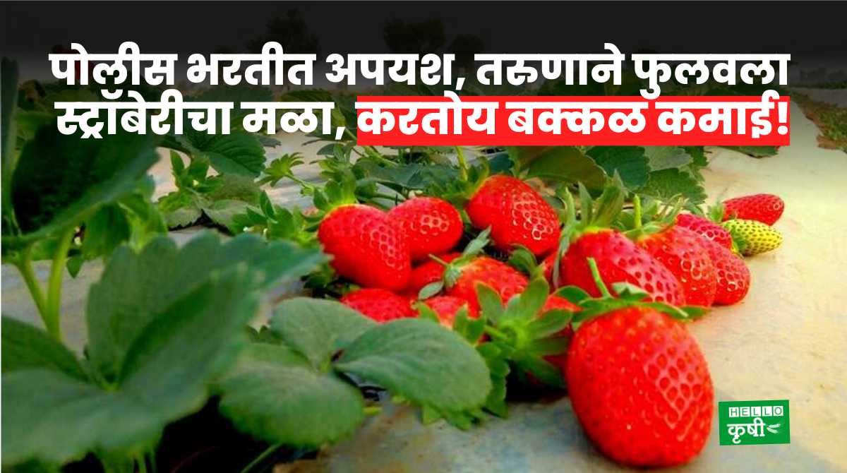 Success Story Of Strawberry Farming