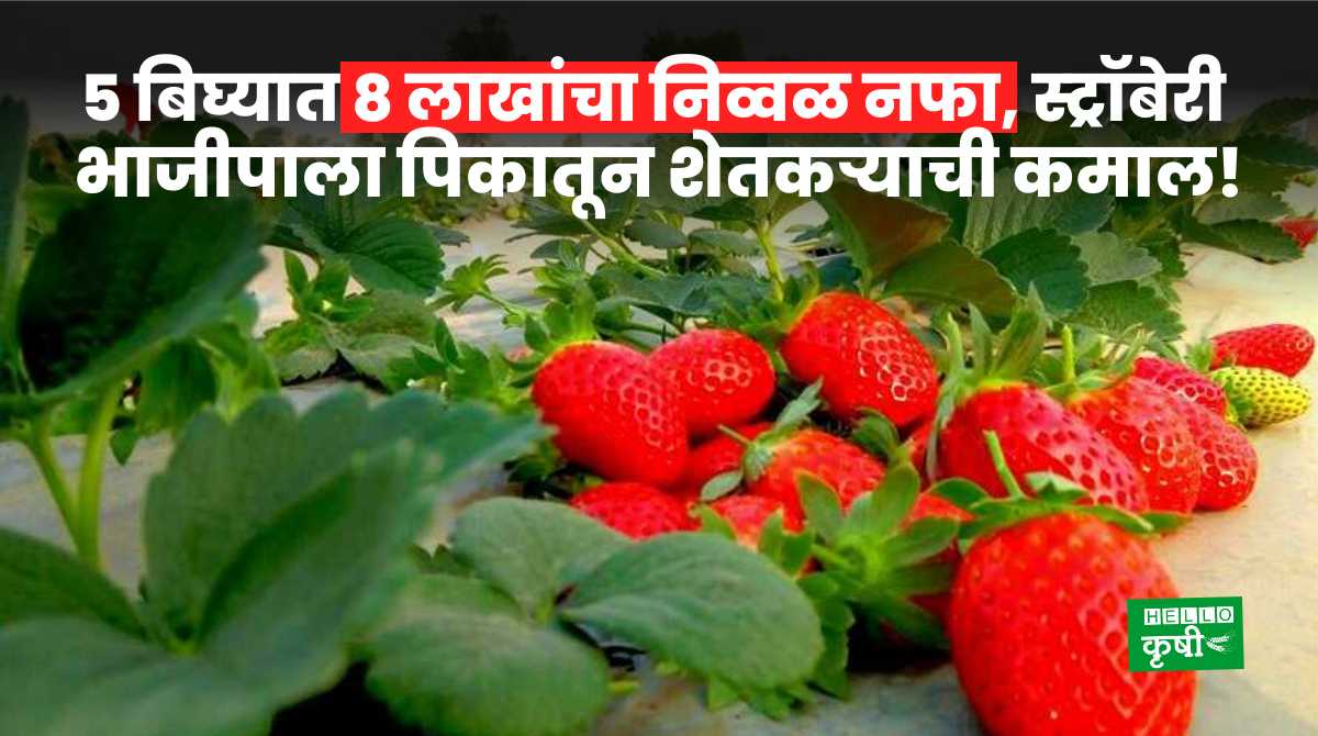 Success Story Strawberry, vegetable Crops