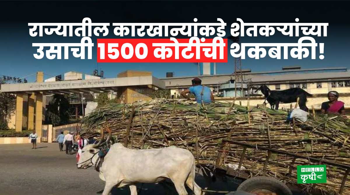 Sugarcane 1500 Crore Dues Of Farmers