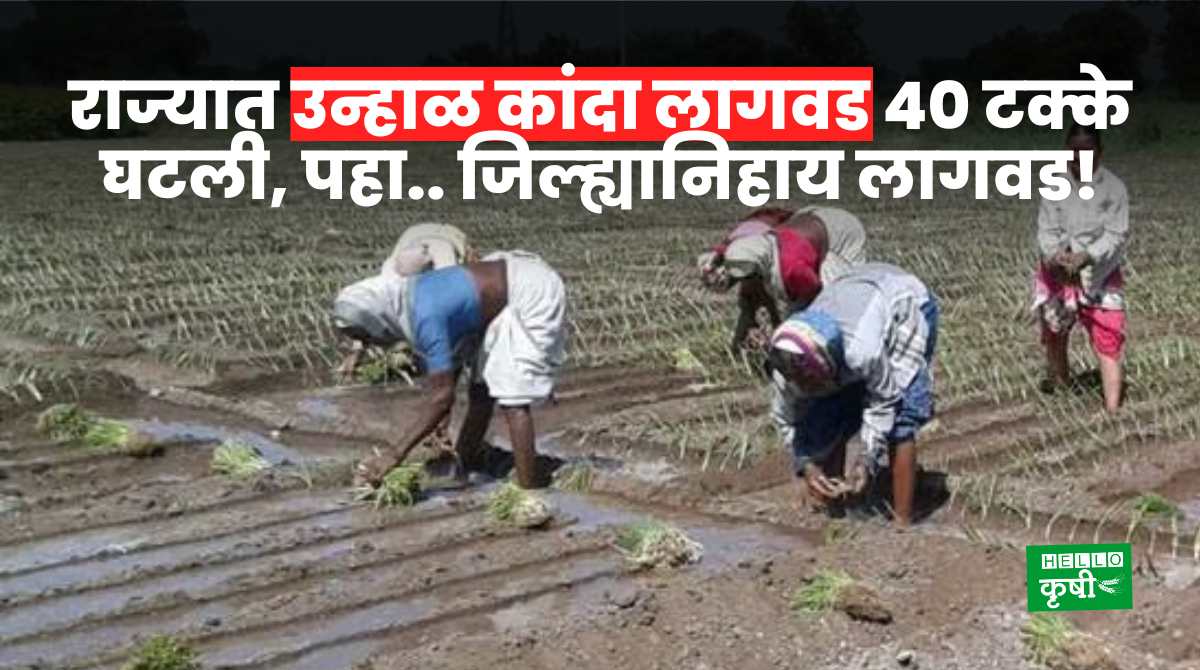 Summer Onion Planting In Maharashtra