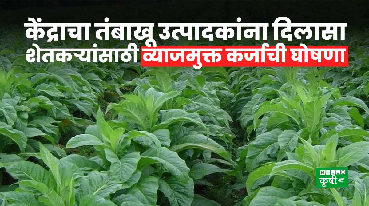Tobacco Farming In India