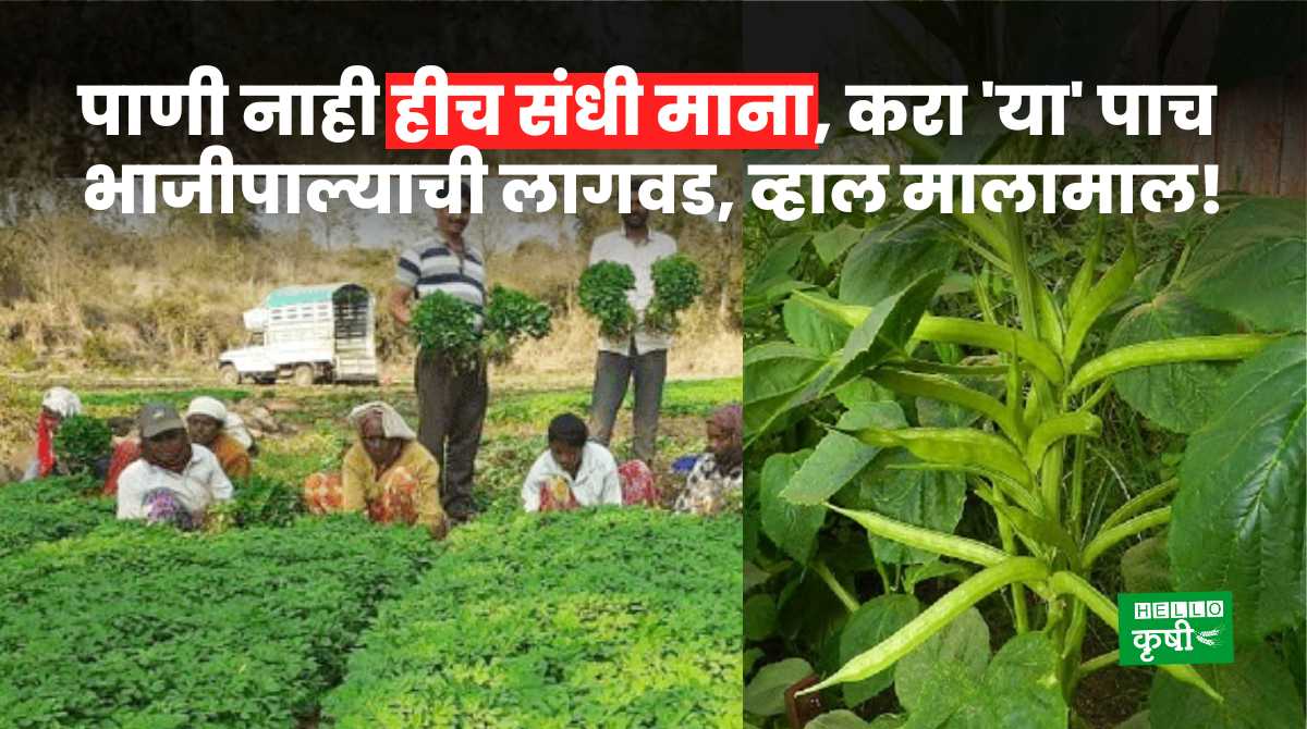 Vegetable Farming In Maharashtra
