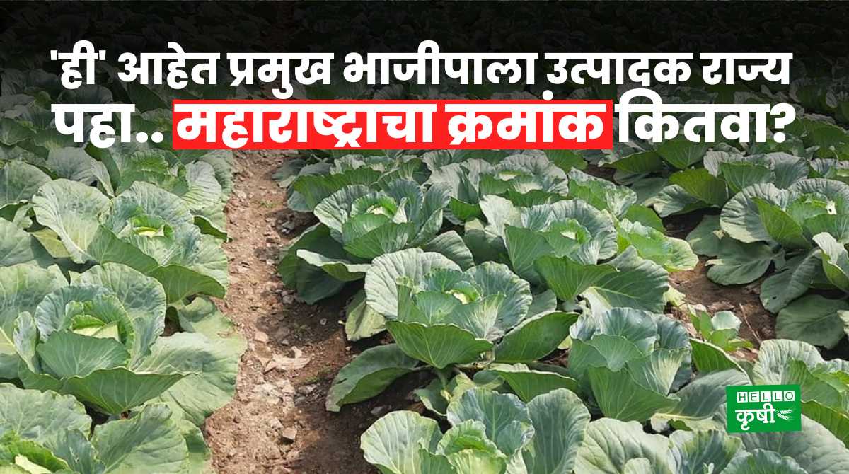 Vegetables Farming In India