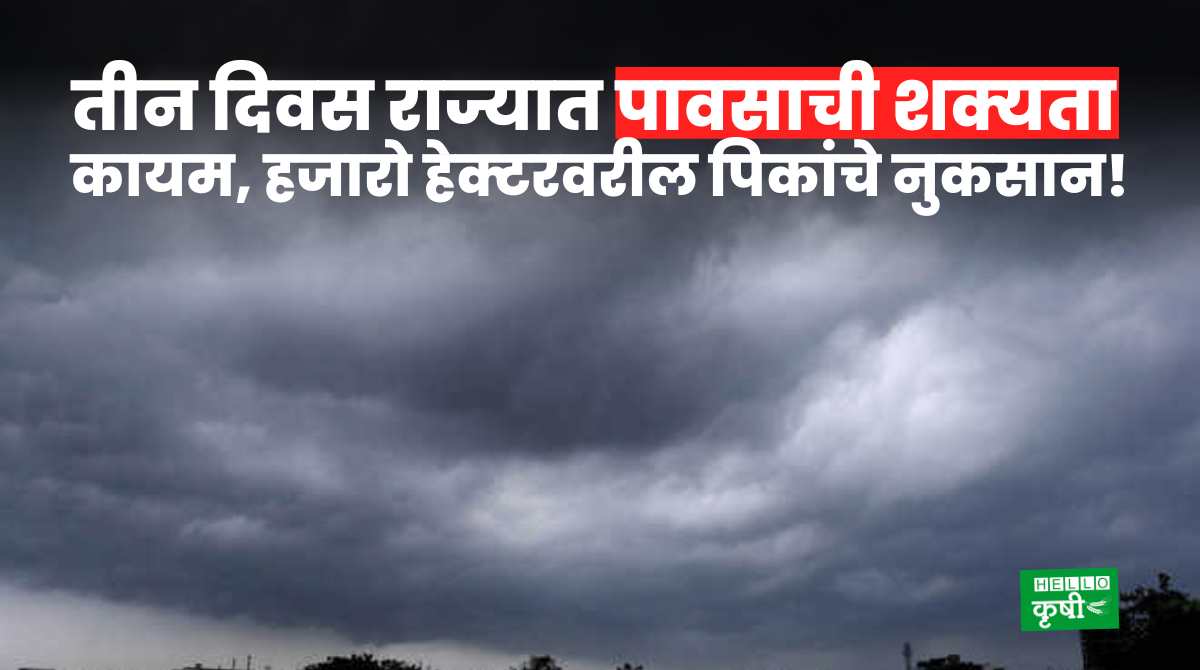 Weather Update Today 13 Feb 2024 Maharashtra