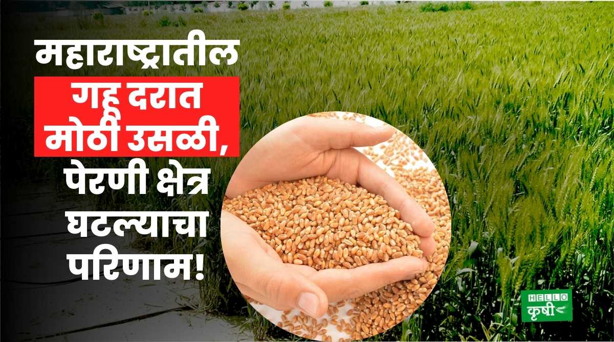Wheat Rate Increase In Maharashtra