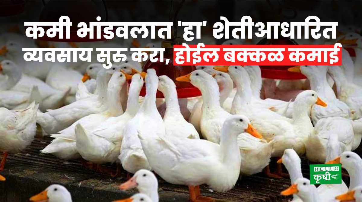 Agriculture Business Duck Farming