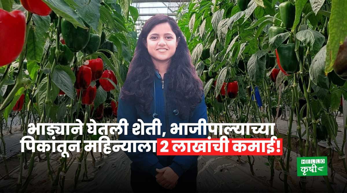Agriculture Business Vegetable Farming