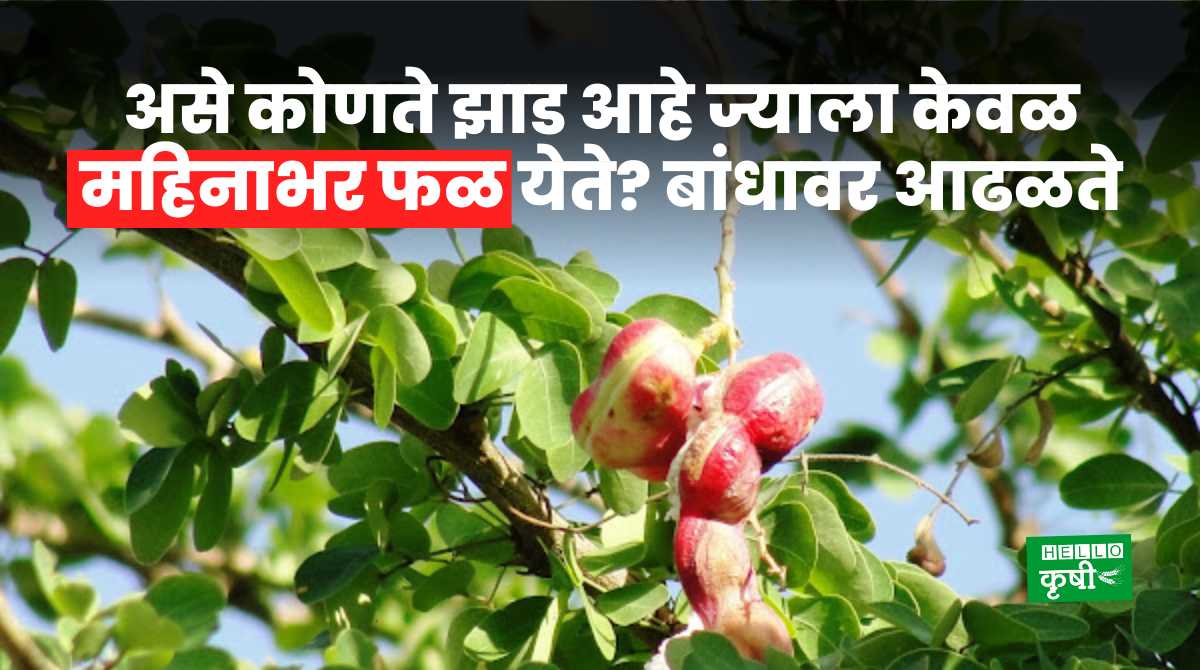 Agriculture Quiz Tree Bears Fruit Only For A Month