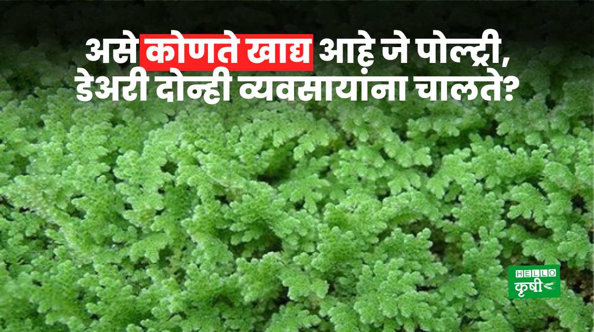 Azolla Fodder For Dairy And Poultry Farmers