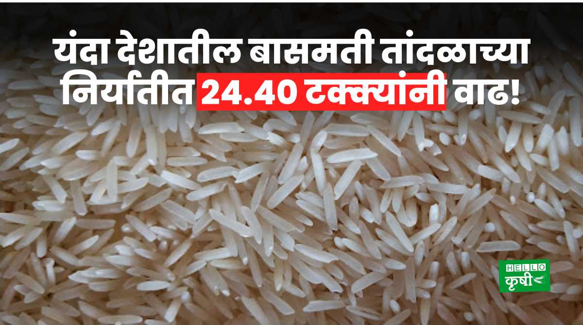 Basmati Rice 24.40 Percent In Export