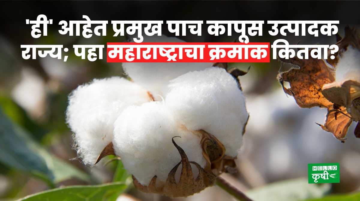Cotton Production In India