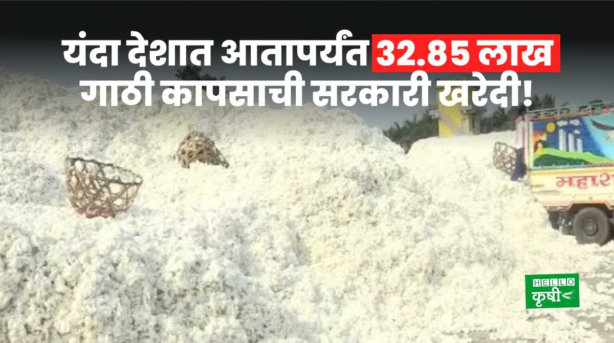 Cotton Purchase 32.85 Lakh Bales In Country