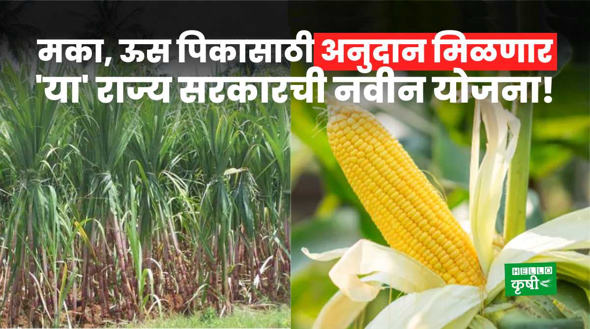 Crop Subsidy For UP Farmers