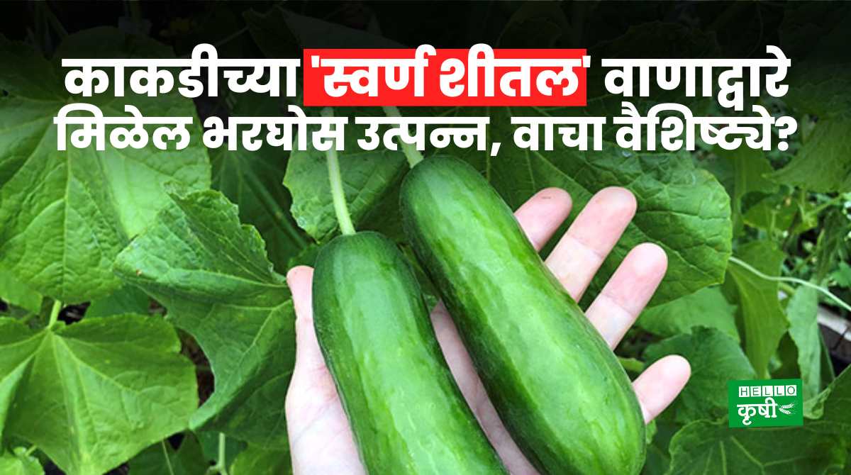 Cucumber Farming Swarna Shital Variety