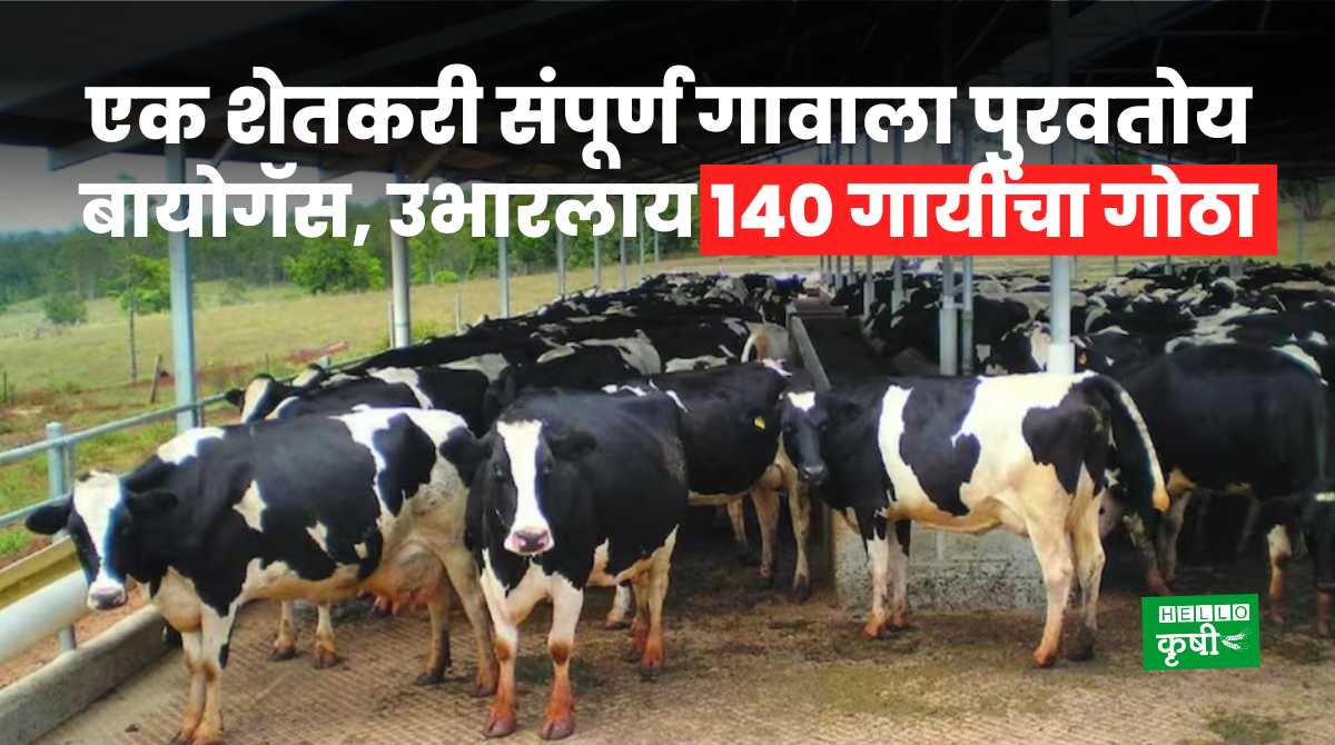 Dairy Business Farmer Supplying Biogas Village