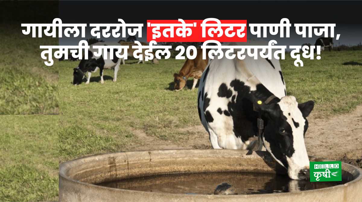 Dairy Farming Drink Water To Cow For More Milk