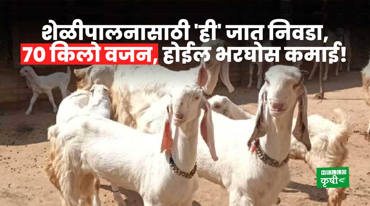 Goat Farming Jamunapari Breed