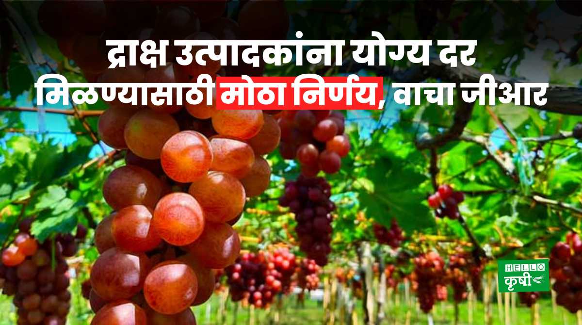 Grapes Farmer To Get Fair Rates