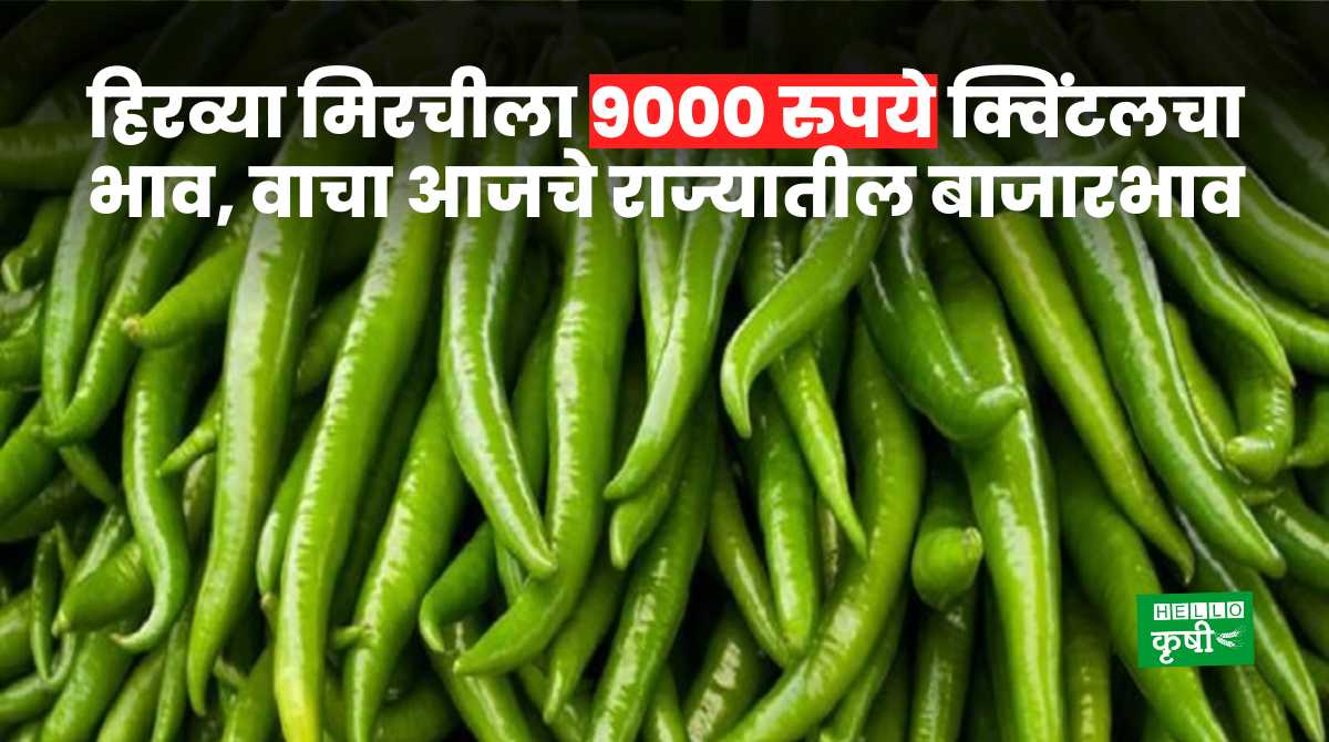 Green Chilli Market Rate 26 March 2024