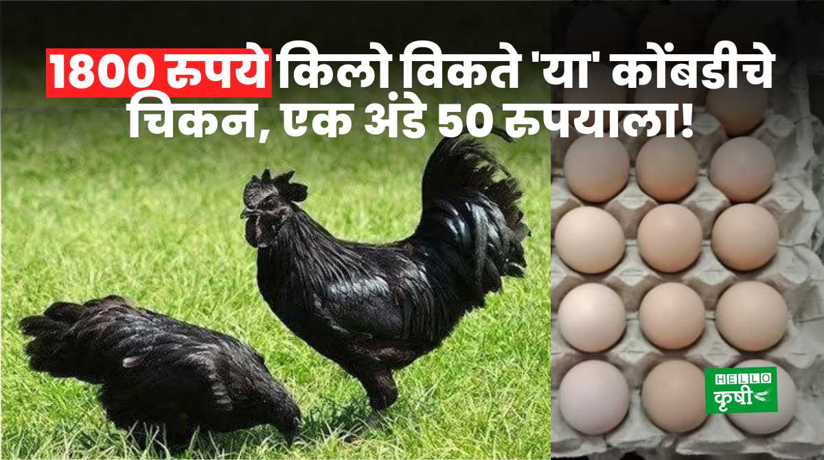 Kadaknath Chicken Eggs Poultry Farming