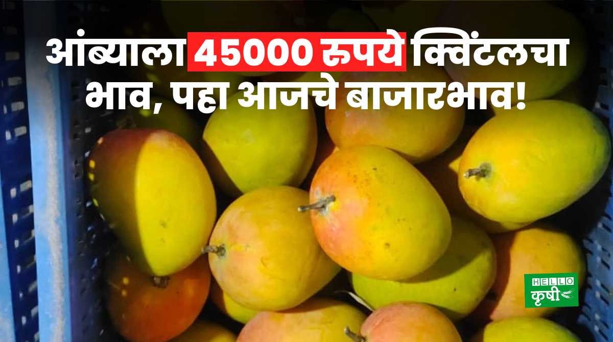 Mango Market Rate Today 12 March 2024
