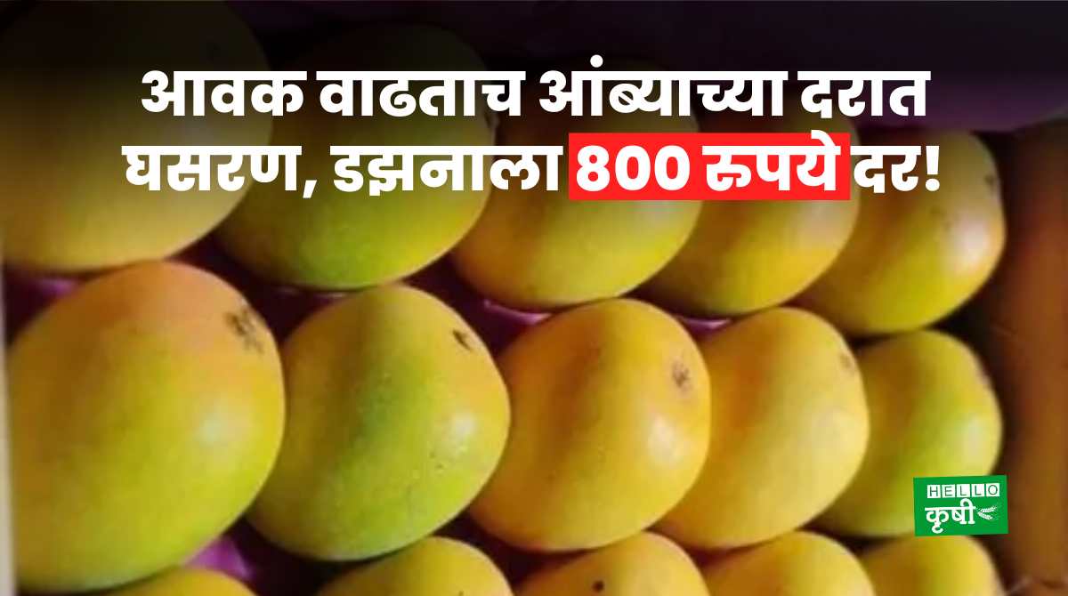 Mango Rate Fall As Arrivals Rise