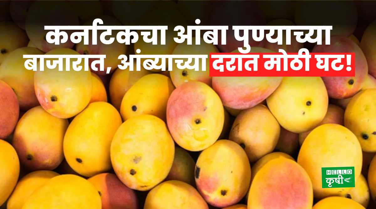 Mango Rate Karnataka Mango In Pune Market
