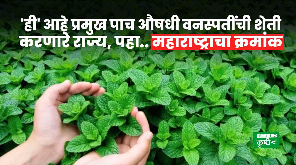 Medicinal Plants Top Five States In India