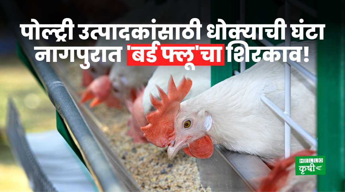Nagpur Bird Flu Chicken