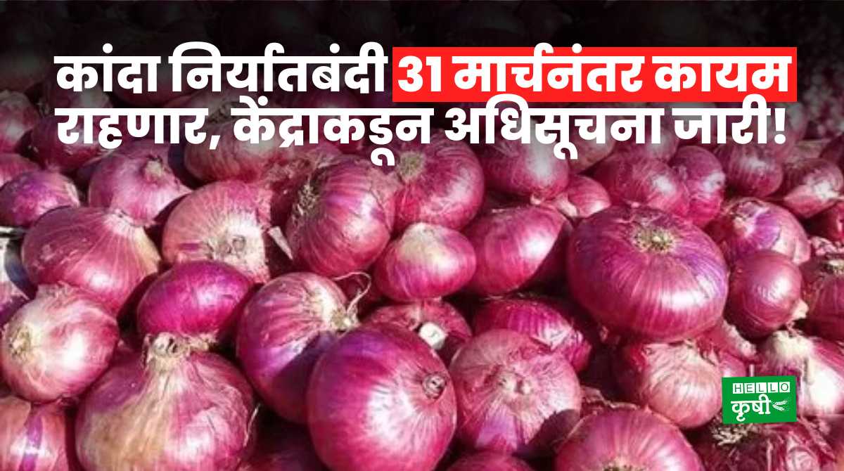 Onion Export Ban Continue After 31st March