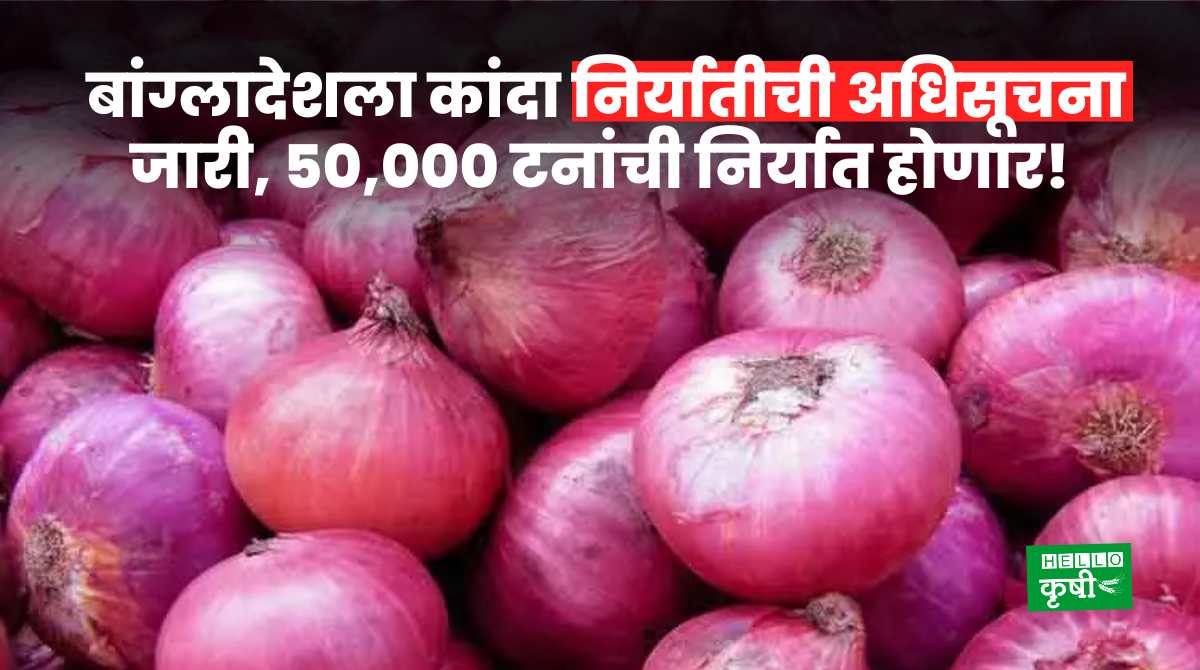 Onion Export From India