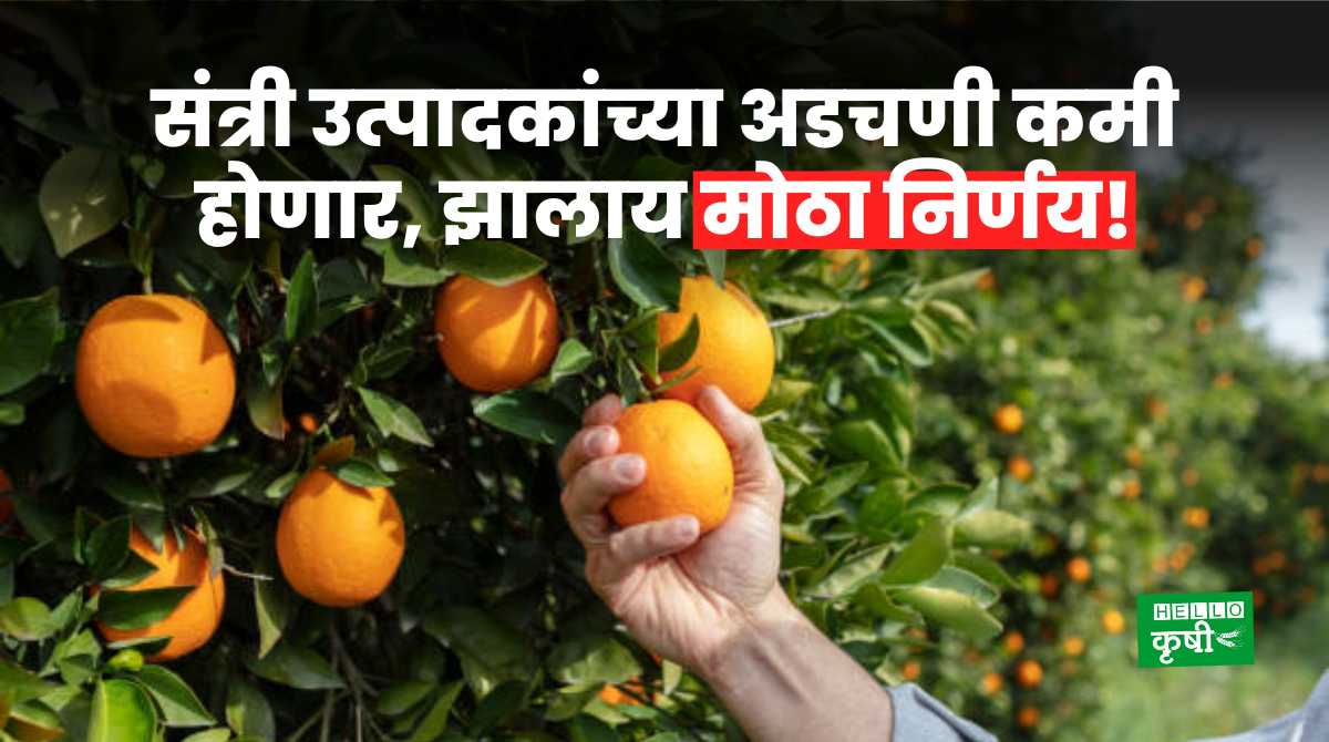 Orange Farming Producers Difficultie