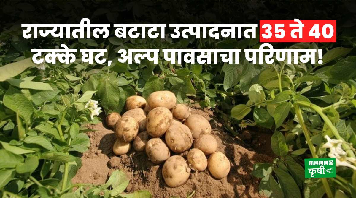 Potato Production 35 to 40 Percent Decline