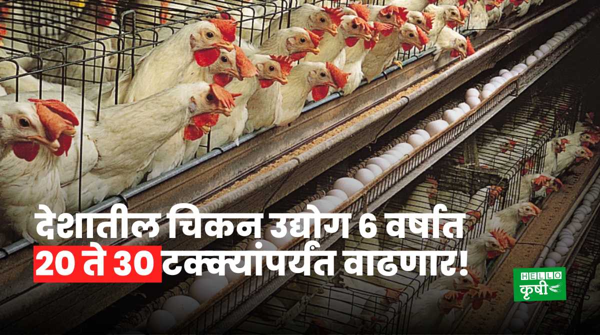Poultry Farming Chicken Industry