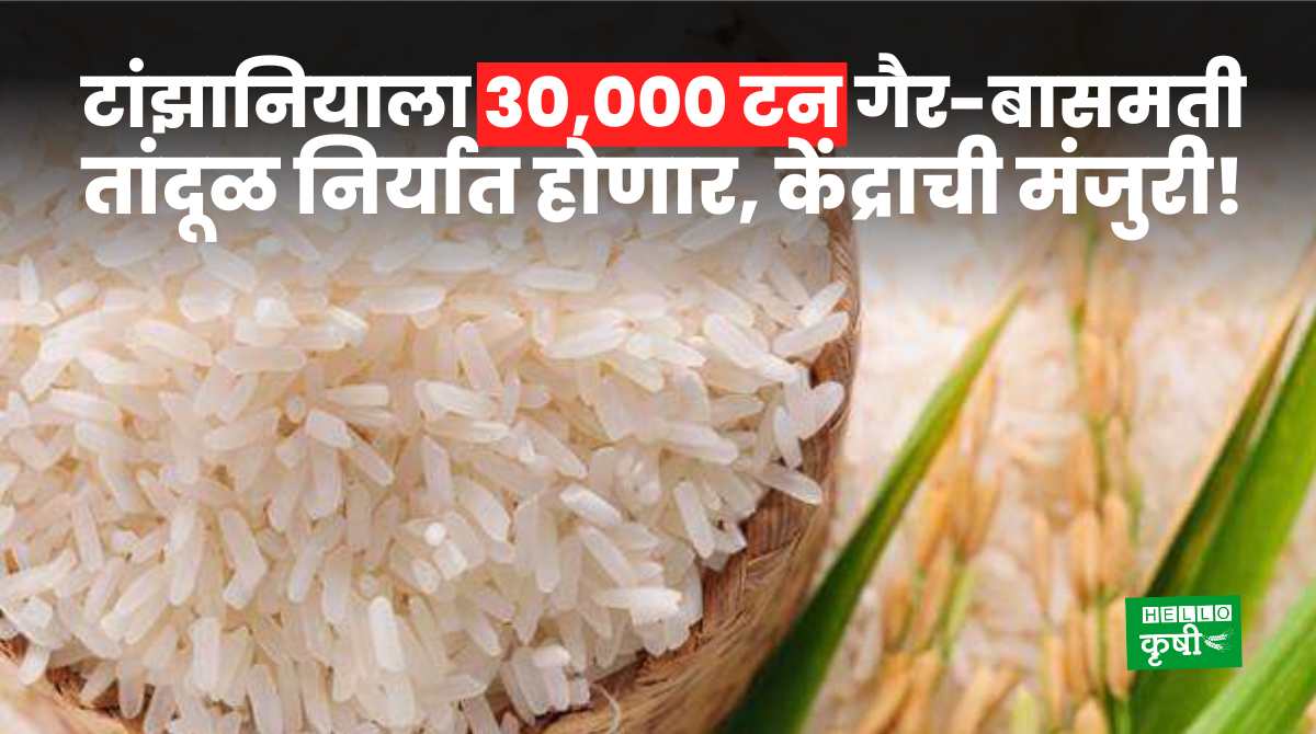 Rice Export From India