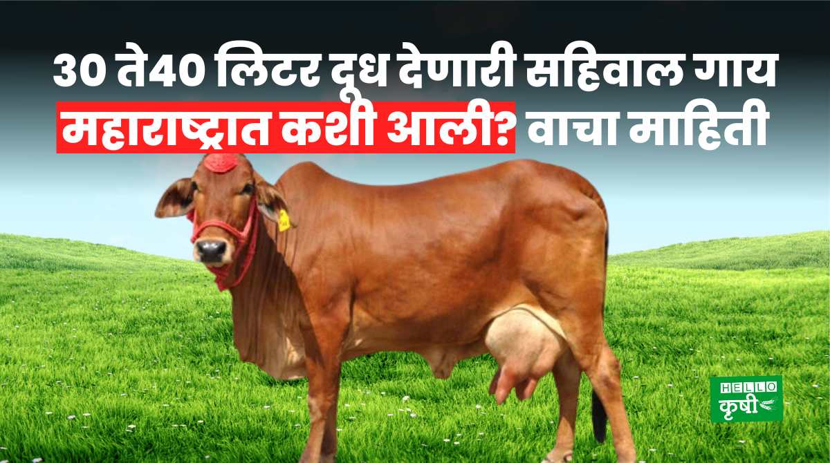 Sahiwal Cow In Maharashtra