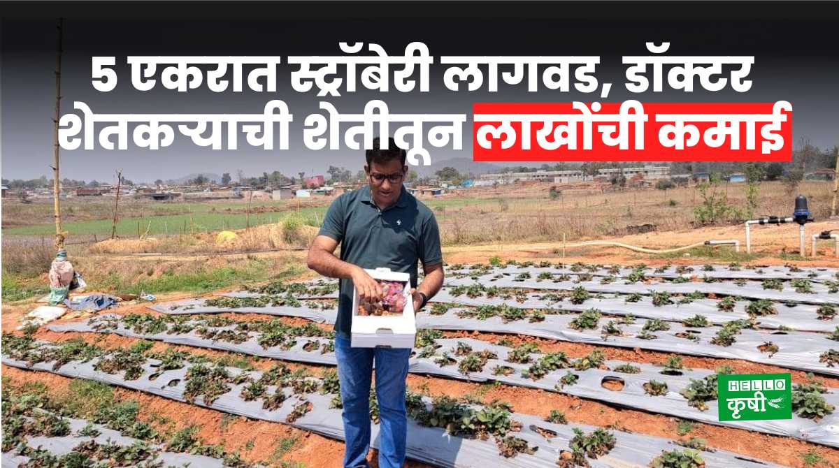 Success Story 5 Acres Of Strawberry Earn Millions